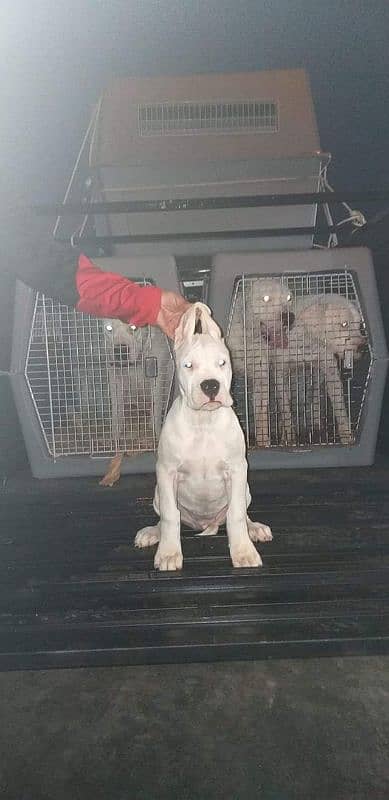 IMPORTED DOGO ARGENTINO PUPPY AVAILABLE FOR SALE 0