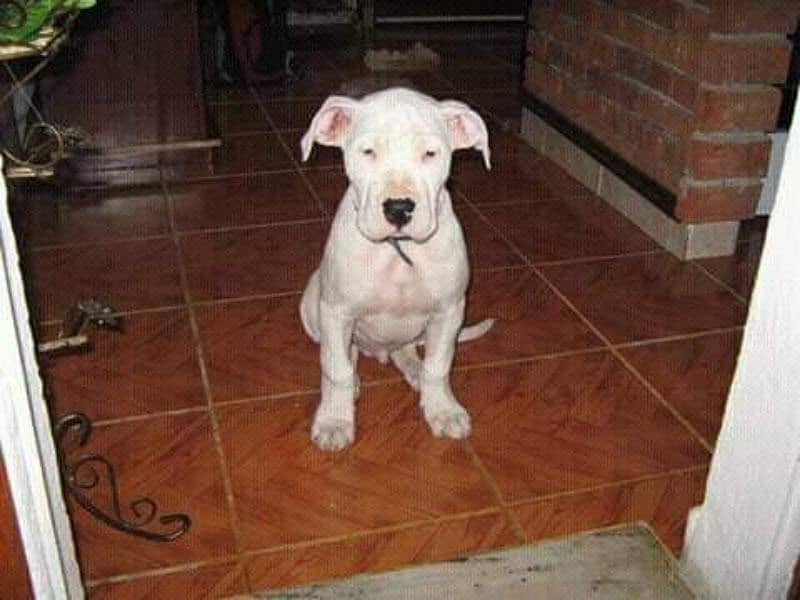 IMPORTED DOGO ARGENTINO PUPPY AVAILABLE FOR SALE 1