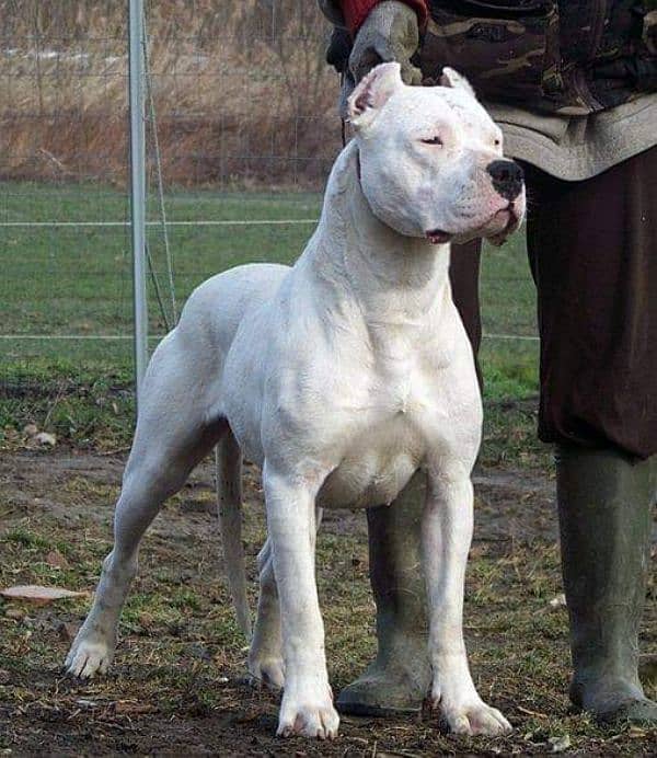 IMPORTED DOGO ARGENTINO PUPPY AVAILABLE FOR SALE 2