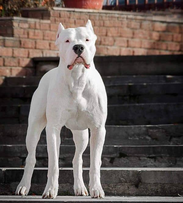 IMPORTED DOGO ARGENTINO PUPPY AVAILABLE FOR SALE 3