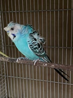 budgies,love