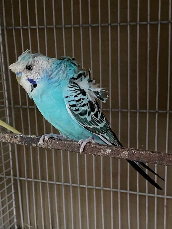 budgies,love bird mix 0