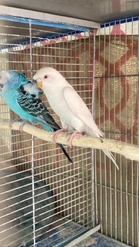 budgies,love bird mix 2