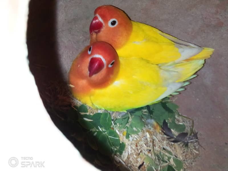 budgies,love bird mix 4