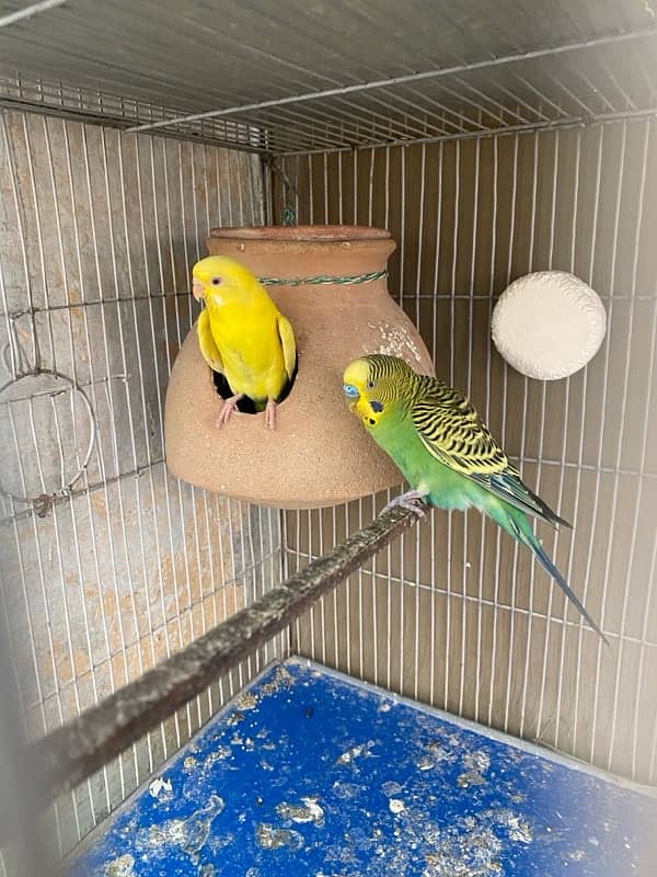 budgies,love bird mix 6