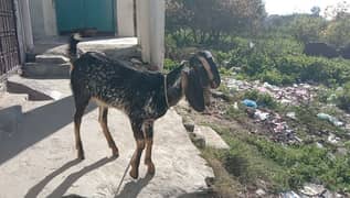 dasi bakri for sale