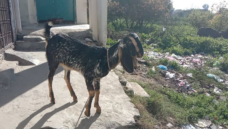 dasi bakri for sale 0