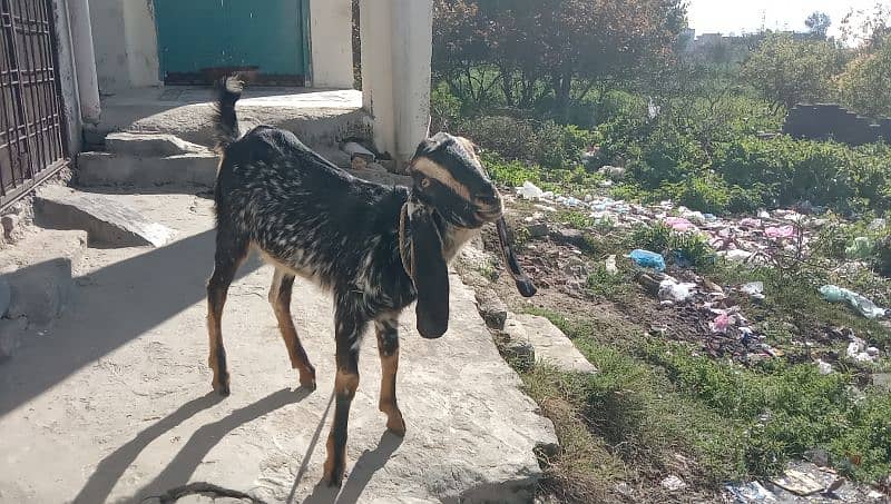 dasi bakri for sale 2