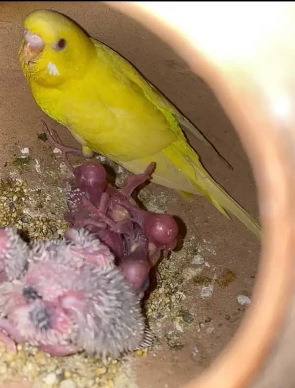 budgies,love bird mix 8