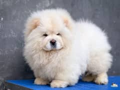 IMPORTED CHOW CHOW PUPPY AVAILABLE FOR SALE