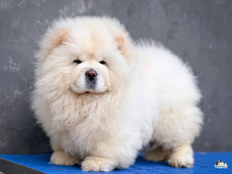 IMPORTED CHOW CHOW PUPPY AVAILABLE FOR SALE 1