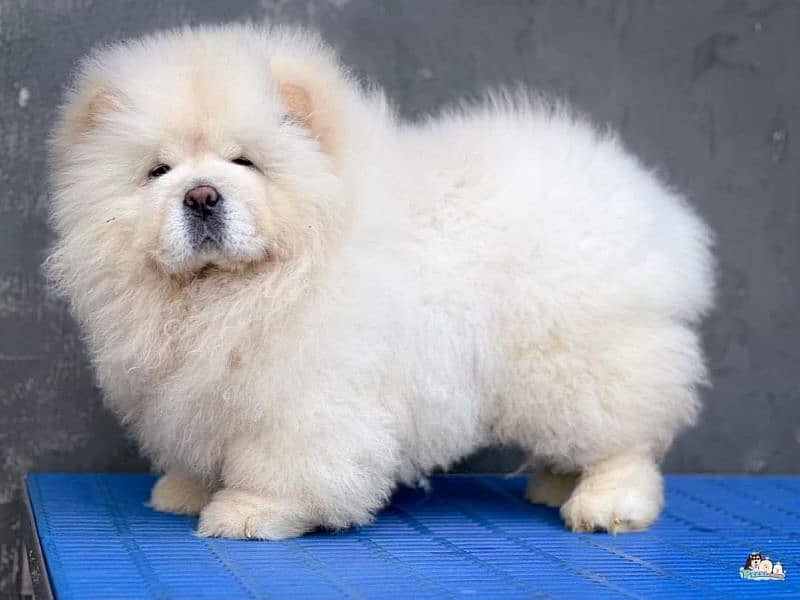 IMPORTED CHOW CHOW PUPPY AVAILABLE FOR SALE 4