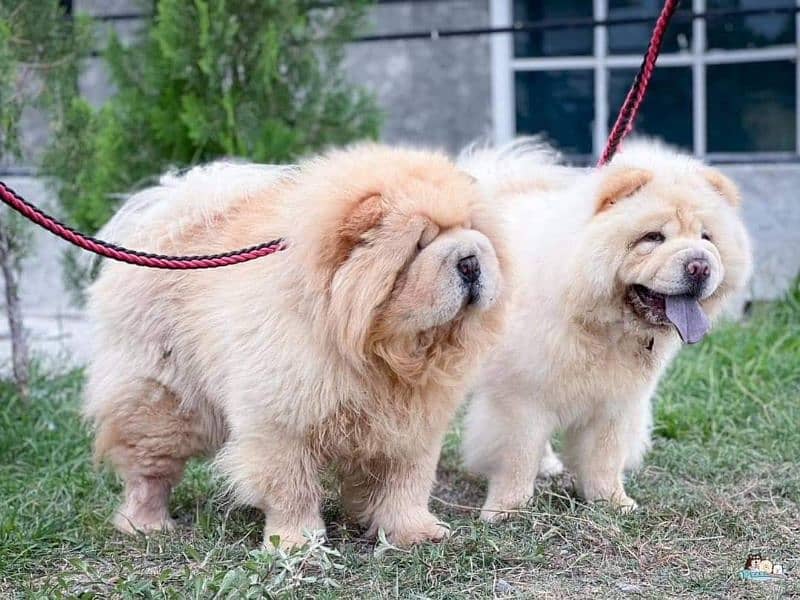 IMPORTED CHOW CHOW PUPPY AVAILABLE FOR SALE 5