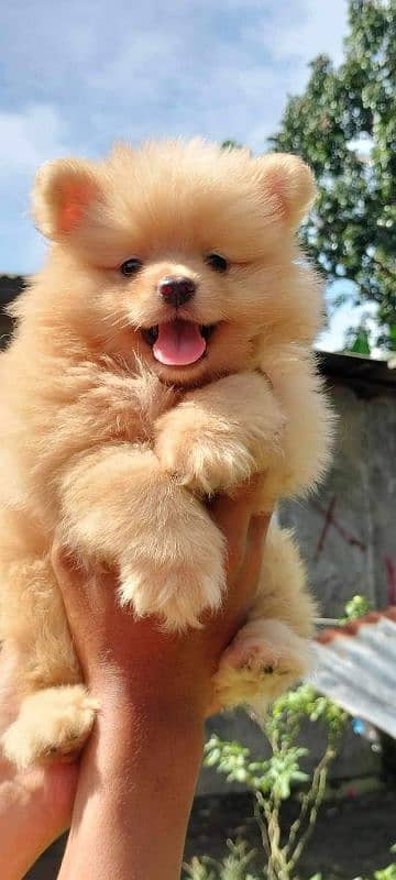 TEA CUP POMERANIAN PUPPY AVAILABLE FOR SALE 1