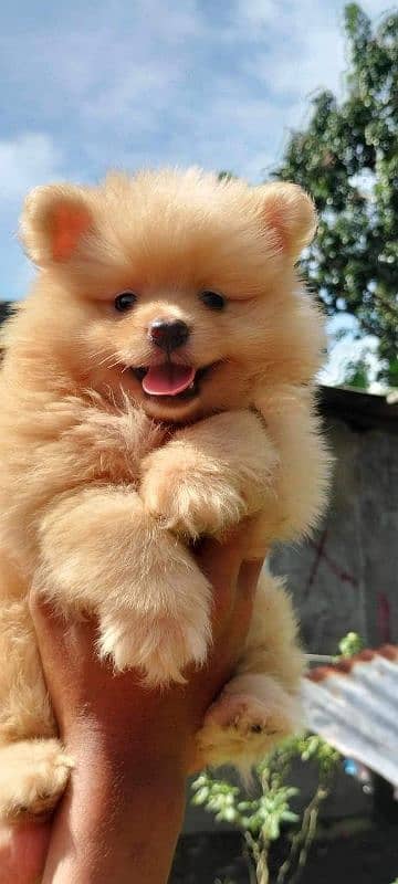 TEA CUP POMERANIAN PUPPY AVAILABLE FOR SALE 2