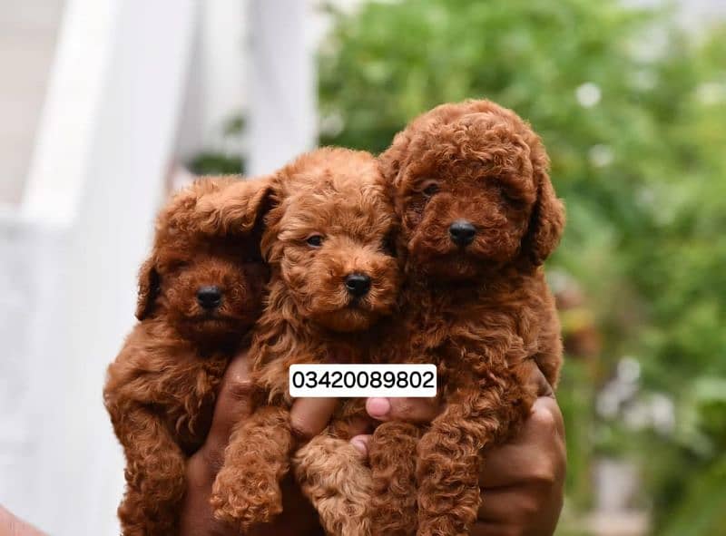 IMPORTED POODLE PUPPIES AVAILABLE FOR SALE 0