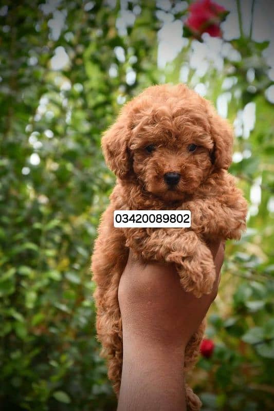 IMPORTED POODLE PUPPIES AVAILABLE FOR SALE 2