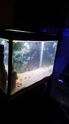 3 completed aquarium for sale