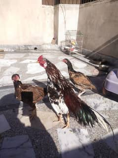 Aseel pair and hens available for sale