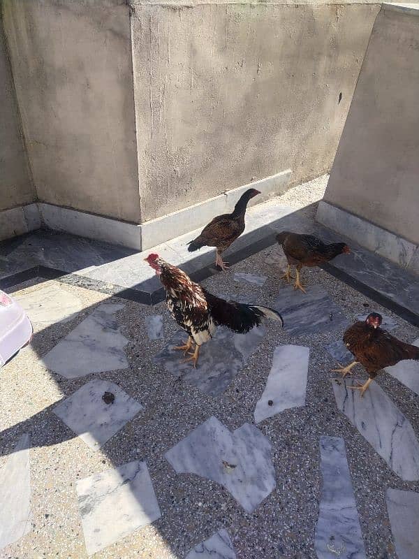 Aseel pair and hens available for sale 1