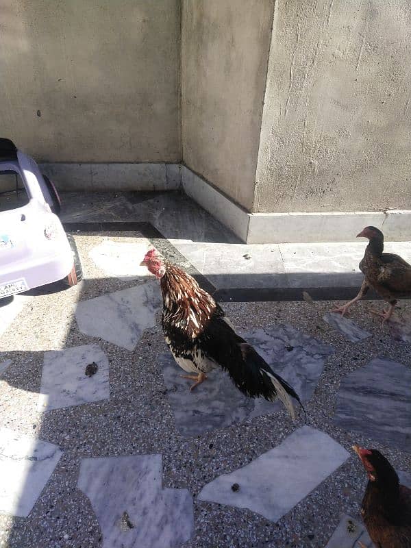 Aseel pair and hens available for sale 2