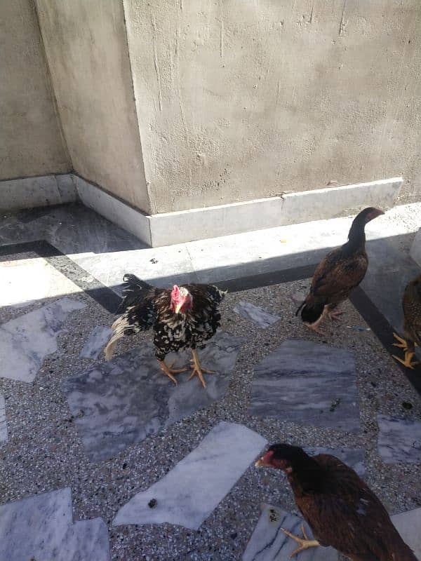 Aseel pair and hens available for sale 4