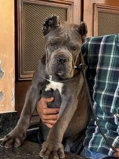 CANE CORSO GREY PUPPY AVAILABLE FOR SALE