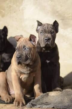 IMPORTED CANE CORSO GREY PUPPY AVAILABLE FOR SALE