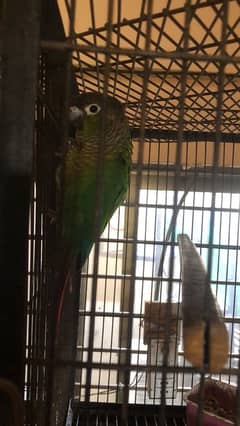 pineapple conure  x Red factor conure