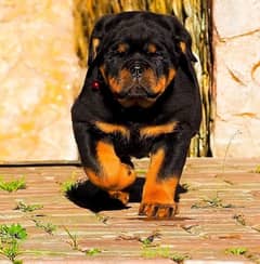 TOP QUALITY GERMAN ROTTWEILER PUPPY AVAILABLE FOR SALE