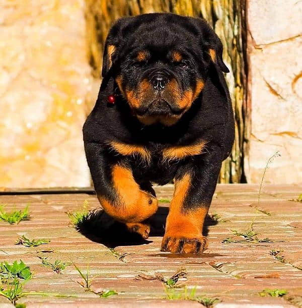 TOP QUALITY GERMAN ROTTWEILER PUPPY AVAILABLE FOR SALE 0