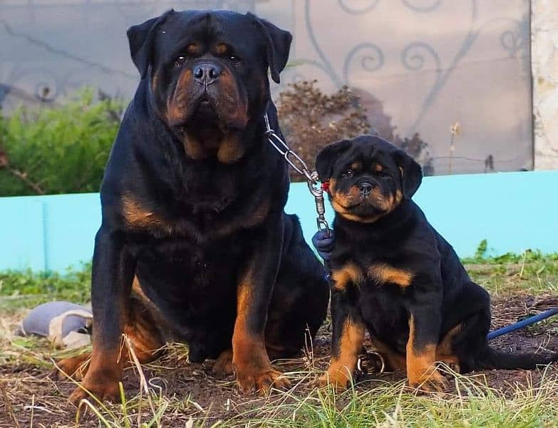 TOP QUALITY GERMAN ROTTWEILER PUPPY AVAILABLE FOR SALE 1