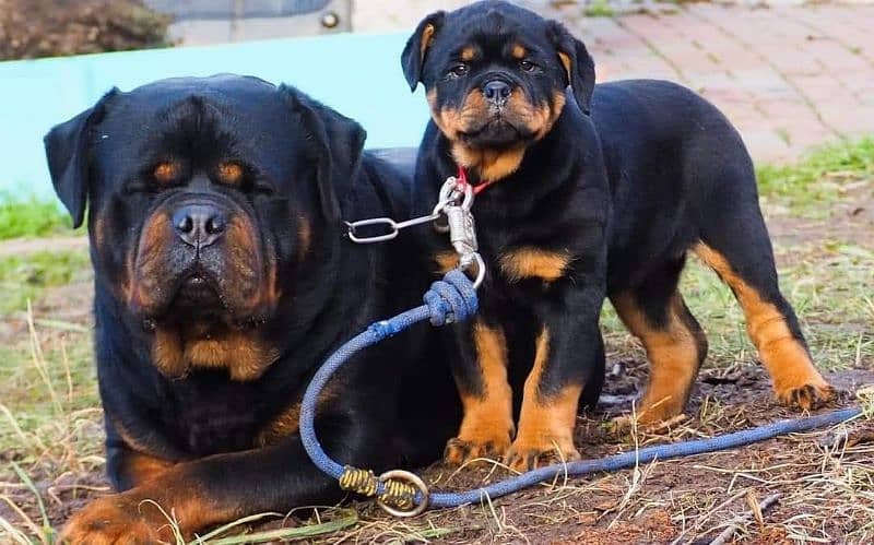 TOP QUALITY GERMAN ROTTWEILER PUPPY AVAILABLE FOR SALE 2