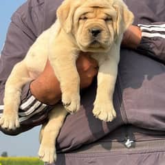 BRITISH LABRADOR PUPPY AVAILABLE FOR SALE