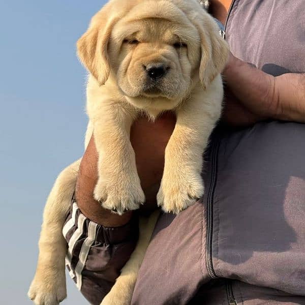 BRITISH LABRADOR PUPPY AVAILABLE FOR SALE 2