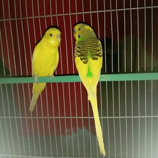 Quality Budgies Pied pair for sale 0