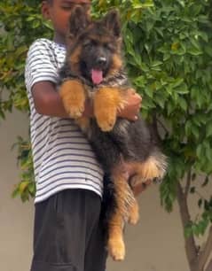 BLACK & TAN GERMAN SHEPHERD PUPPIES AVAILABLE FOR SALE