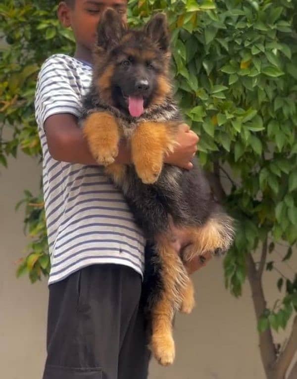 BLACK & TAN GERMAN SHEPHERD PUPPIES AVAILABLE FOR SALE 0