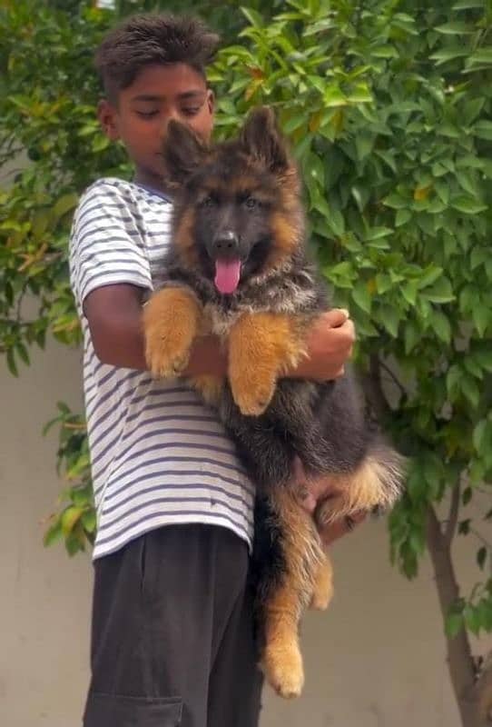 BLACK & TAN GERMAN SHEPHERD PUPPIES AVAILABLE FOR SALE 1