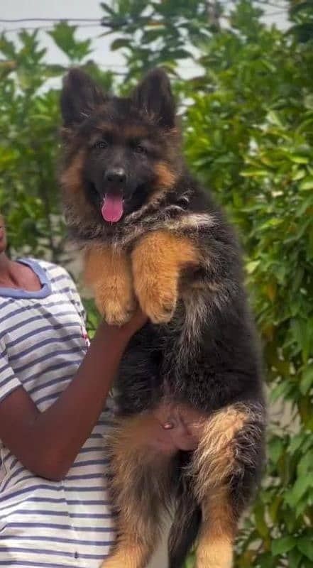 BLACK & TAN GERMAN SHEPHERD PUPPIES AVAILABLE FOR SALE 3