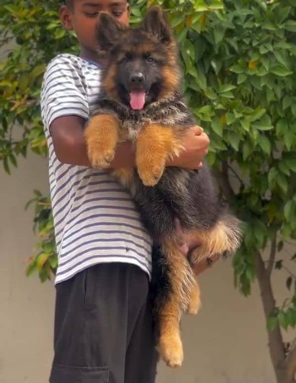 BLACK & TAN GERMAN SHEPHERD PUPPIES AVAILABLE FOR SALE 4