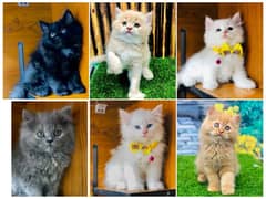 Persian triple coated punch face kittens and adult cats