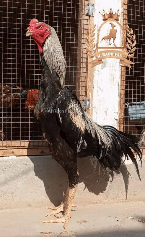 GERMAN O SHAMO CHICKS 03168035881 9