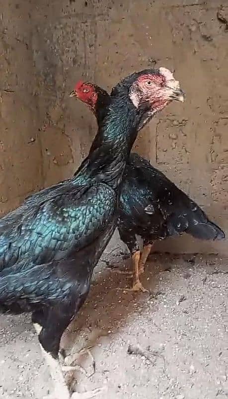 GERMAN O SHAMO CHICKS 03168035881 11