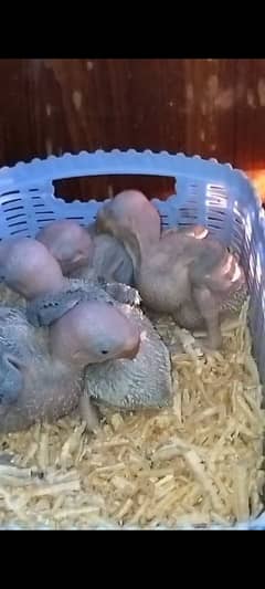 Raw Parrots Chicks For Sale