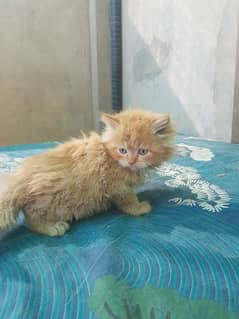 persian kitten cat