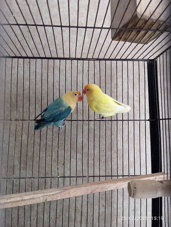 lovebirds 5