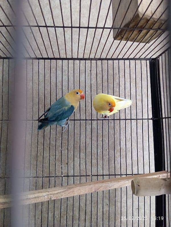 lovebirds 6