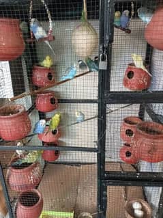 Australian parrots  plus hogoromo parrots