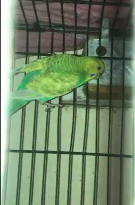 Budgie Pair with babies 2